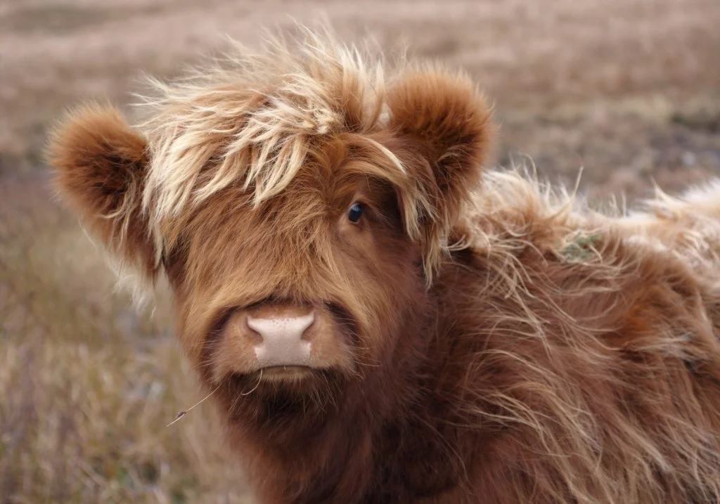 Highland Cow - Rusty