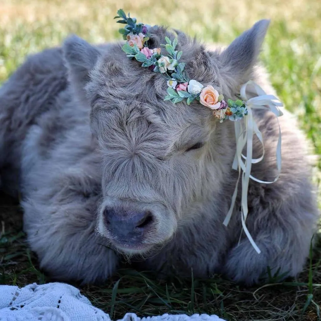 Highland Cow - Daisy