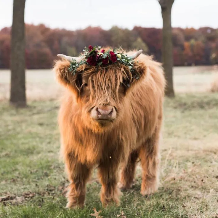 Highland Cow - Clover
