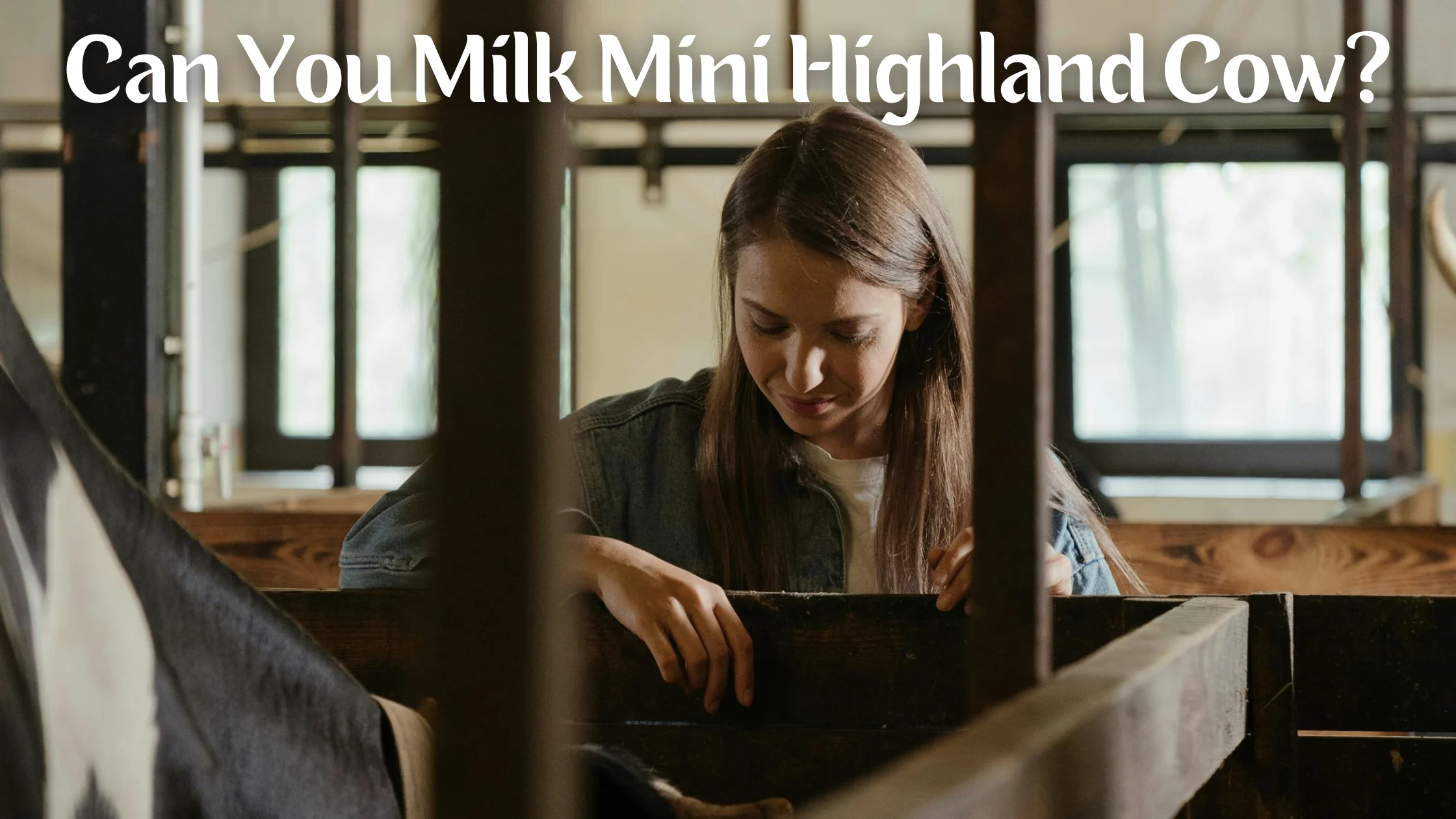 Milking a mini Highland cow