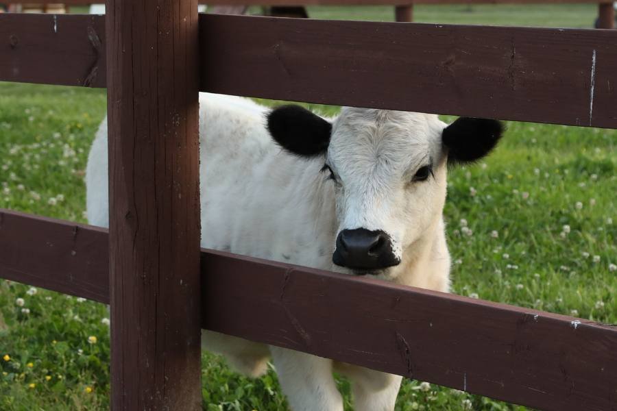 Essential Guide to Highland Cattle Care