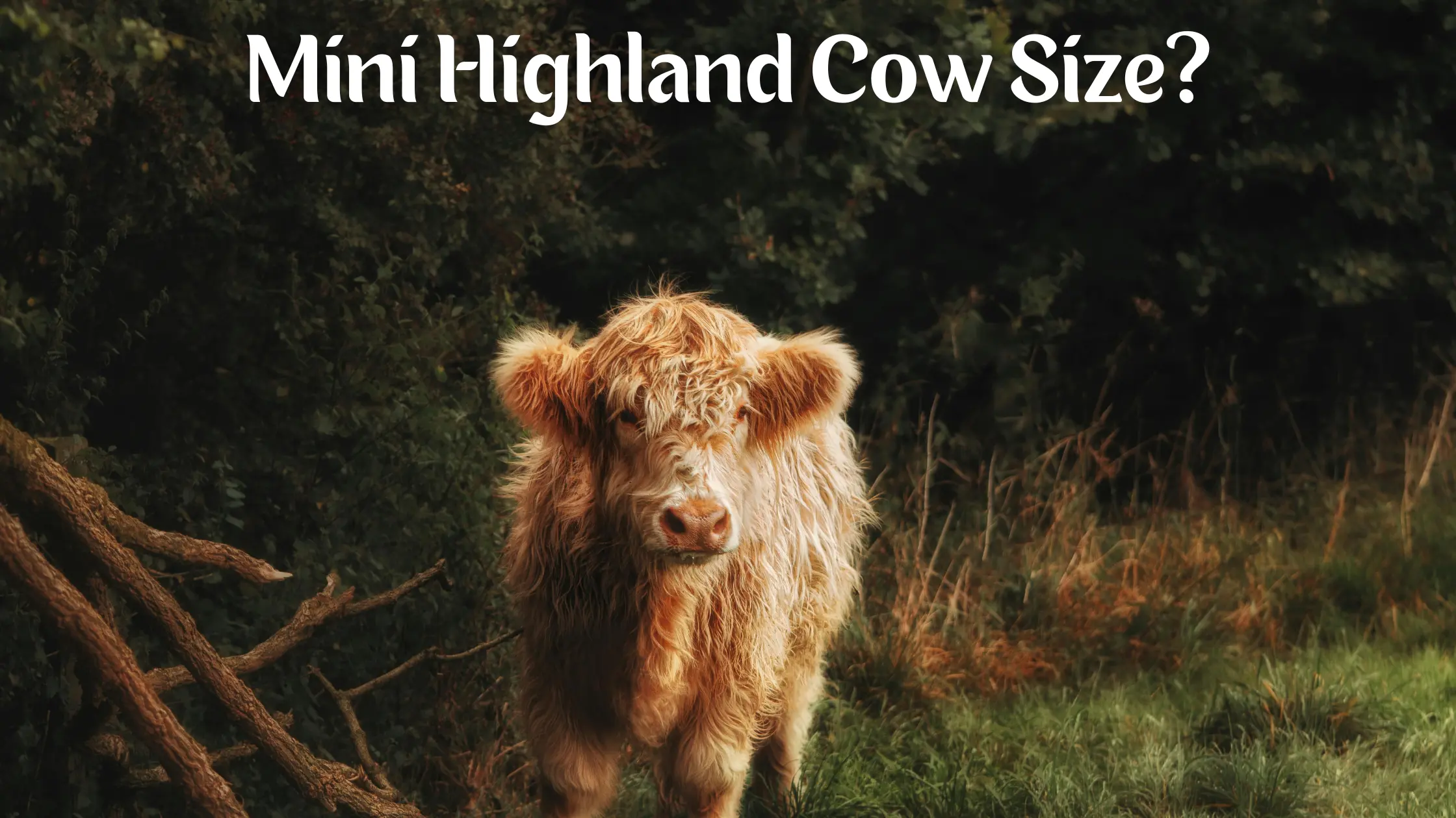 How big does a micro mini highland cow get