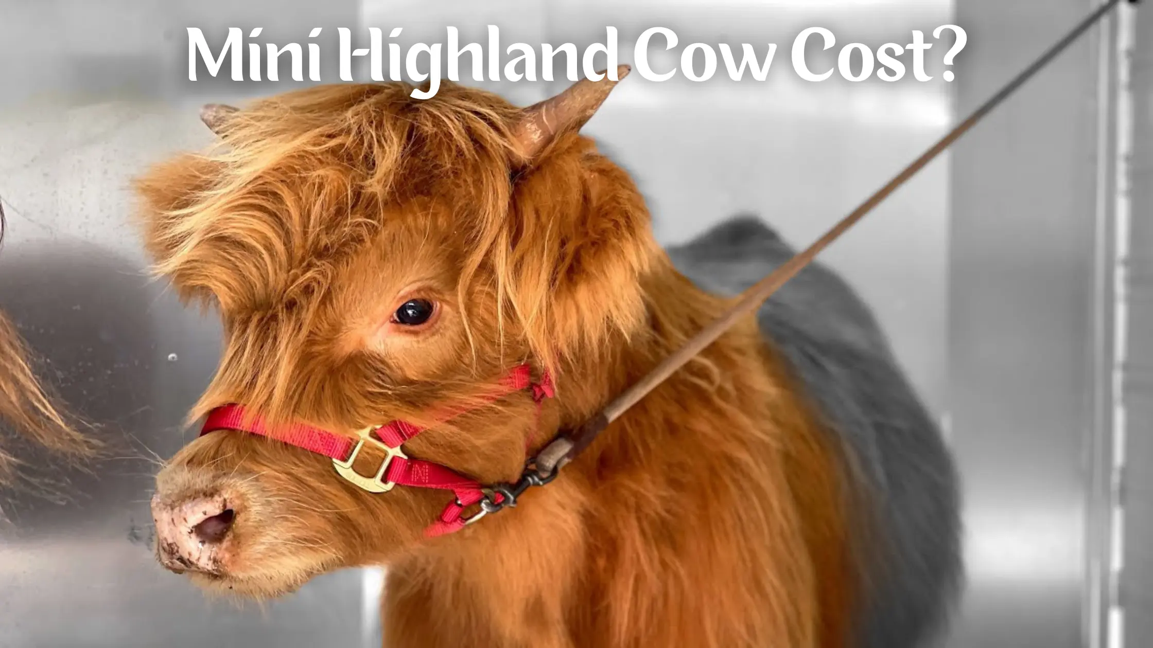 how much does mini highland cost