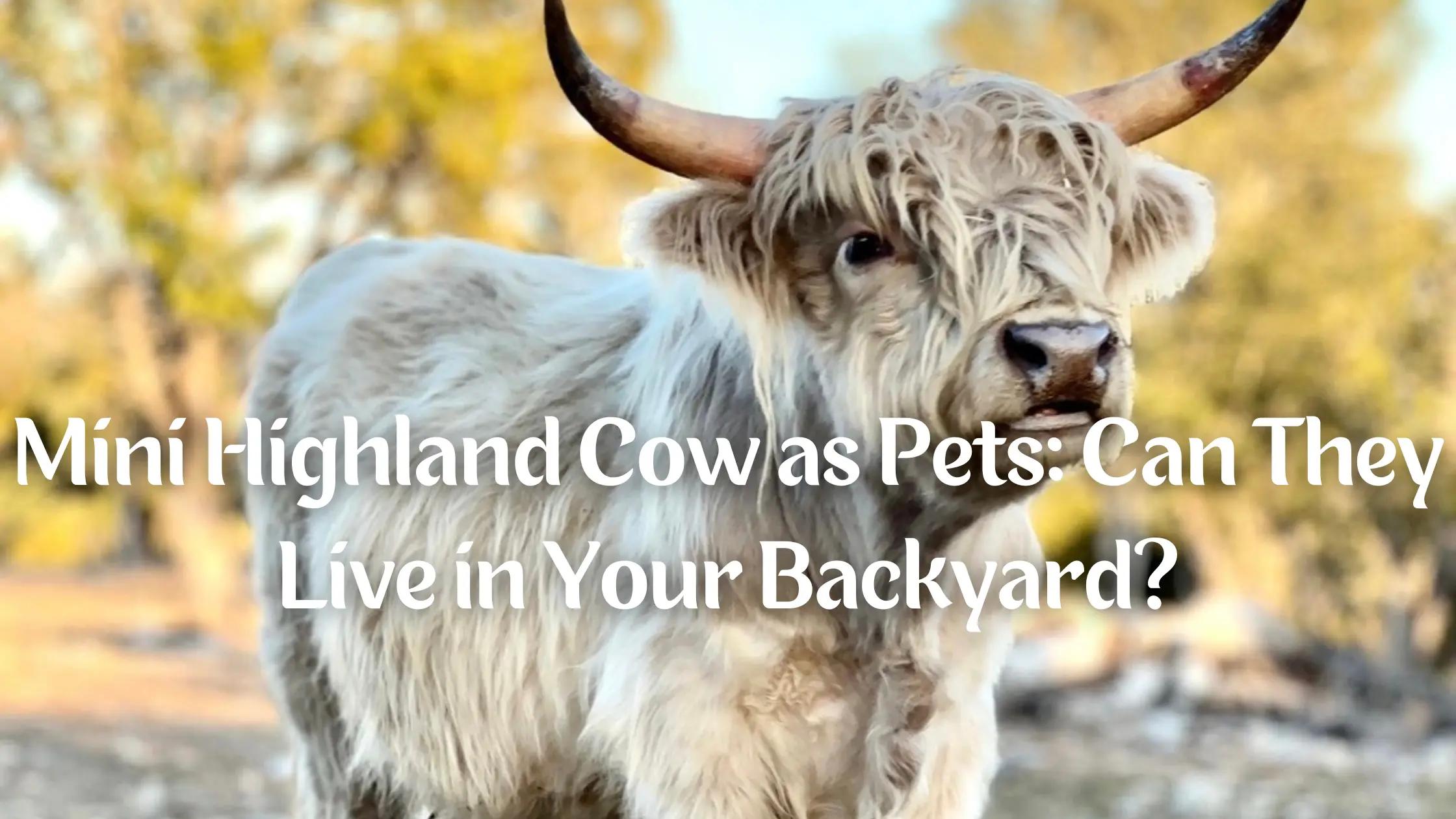 Mini Highland Cow as Pets