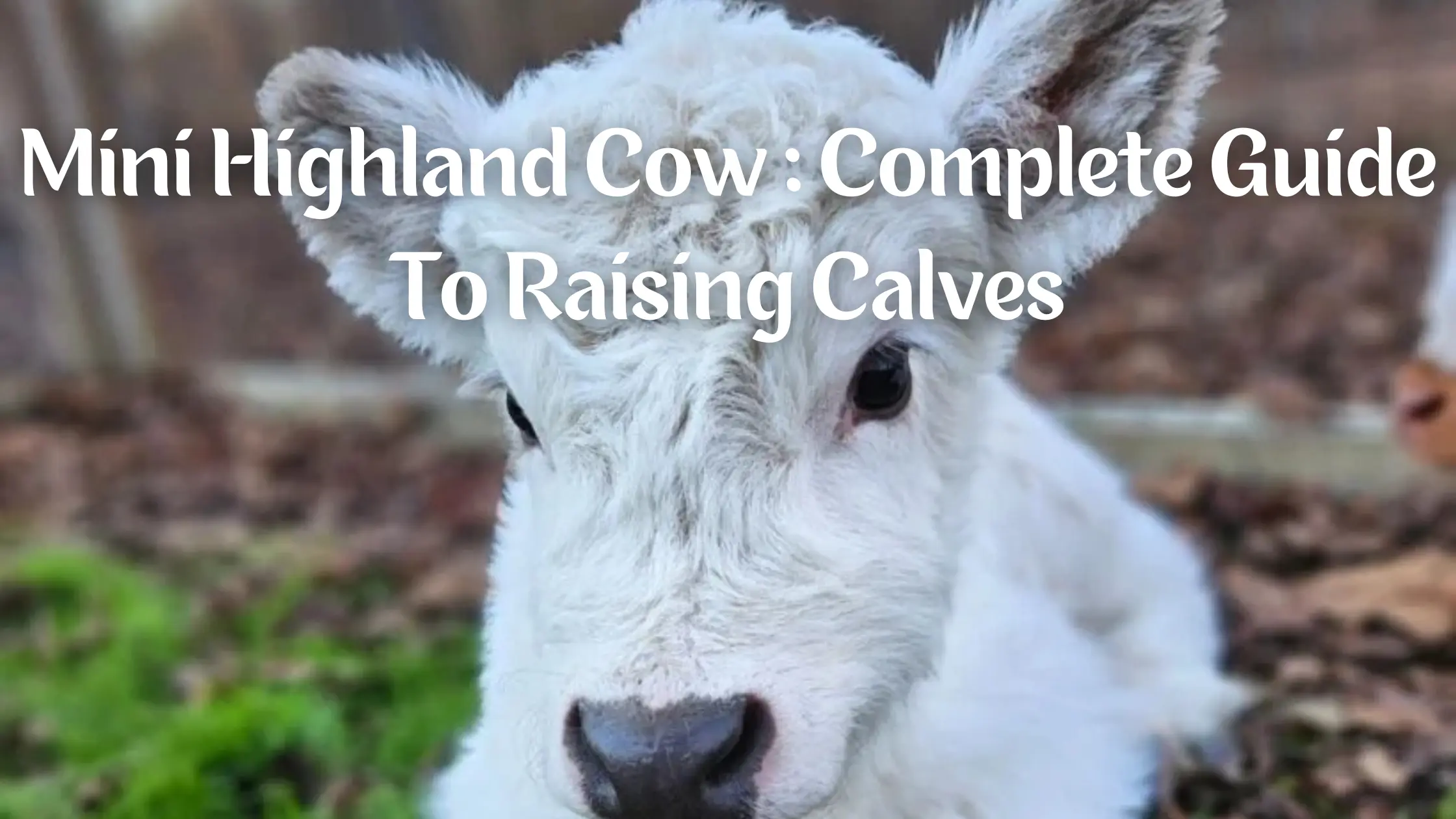 Baby Mini Highland Cows: Complete Guide to Raising Calves